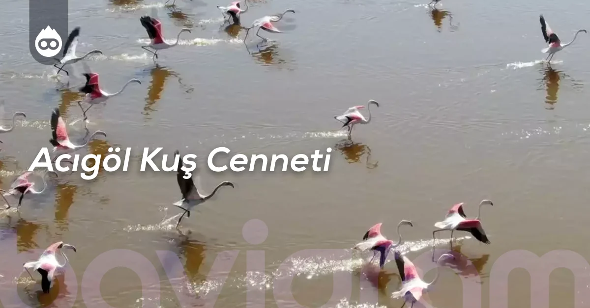 Afyonkarahisar Gezilecek Yerler Acıgöl Kuş Cenneti