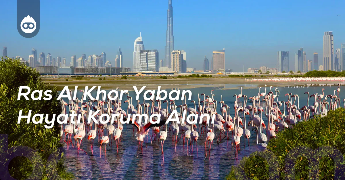 Dubai Gezilecek Yerler Ras Al Khor Yaban Hayatı Koruma Alanı