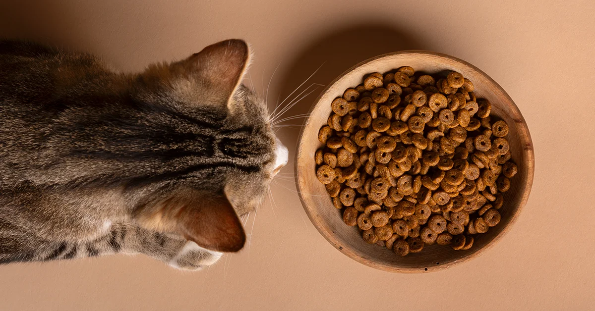En İyi Kedi Maması Tavsiyeleri ve Markaları