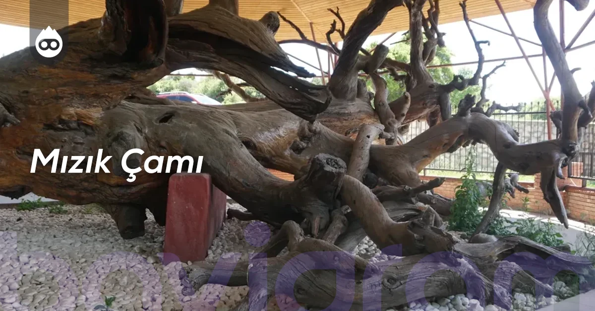 Kütahya Gezilecek Yerler Mızık Çamı