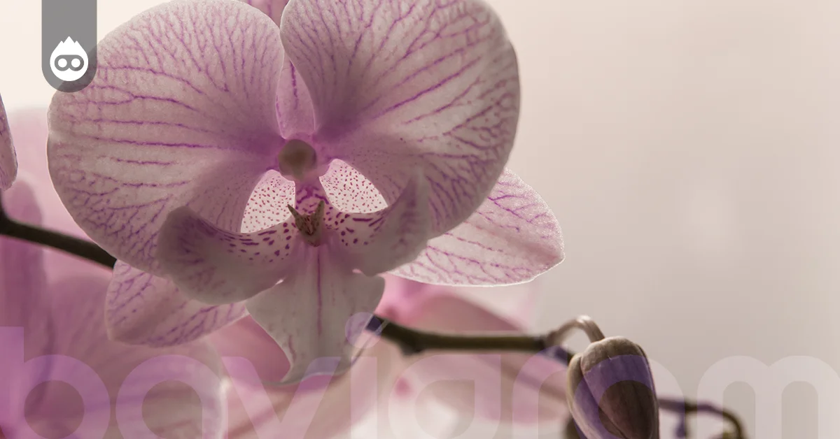 Phalaenopsis Orkideler Nasıl Çoğaltılır