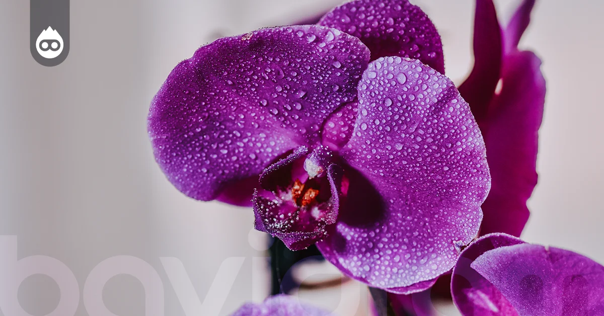 Orkide Nasıl Sulanmalıdır