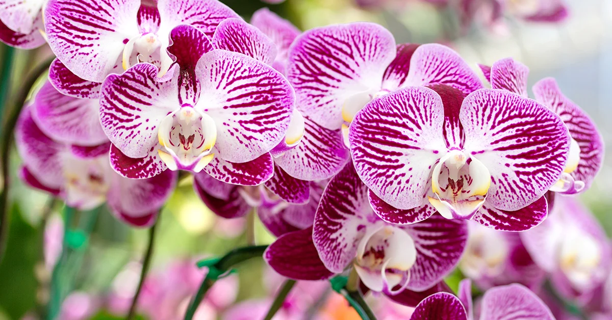 Orkide Bakımı: Orkide Nasıl Sulanır, Budanır ve Çoğaltılır?