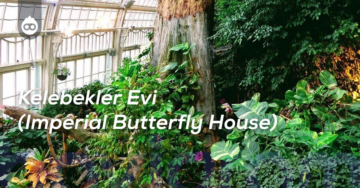 Viyana Gezilecek Yerler Kelebekler Evi (Imperial Butterfly House)