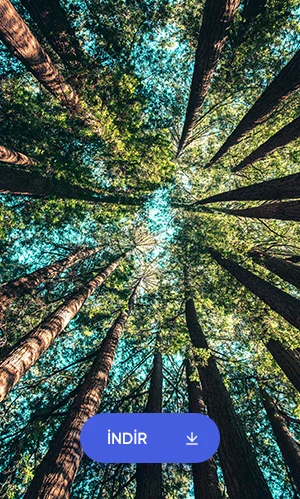 Ağaçlar Duvar Kağıdı