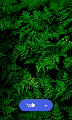 Yaprak Duvar Kağıdı