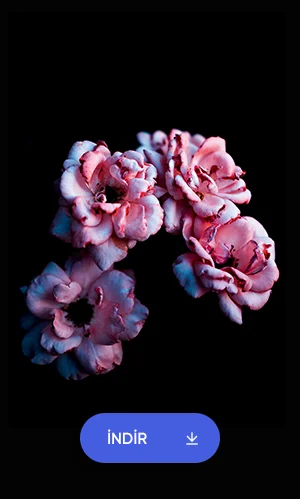 Siyah Arka Plan Üstünde Pembe Gül Duvar Kağıdı