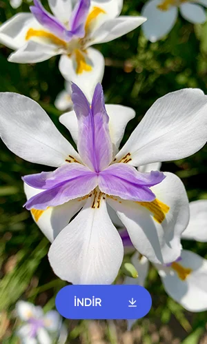 Orkide Duvar Kağıdı