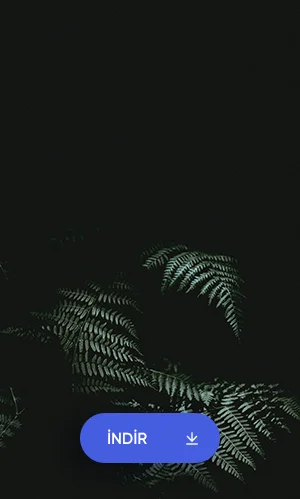 Siyah Arka Planda Ağaç Yaprakları Duvar Kağıdı